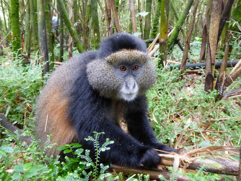 Rwanda Wildlife Volcanoes National Park golden monkey KS 9.jpg - Jambo Safari Club