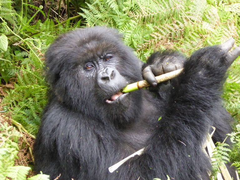 Rwanda Wildlife Volcanoes National Park gorilla KS 20.jpg - Jambo Safari Club