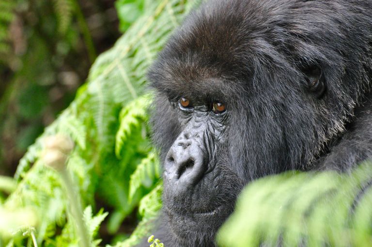 Rwanda Wildlife Volcanoes National Park gorilla KS 26.jpg - Jambo Safari Club