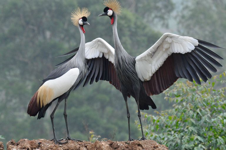 Rwanda Wildlife vogels kroonvogels KS 8.jpg - Jambo Safari Club