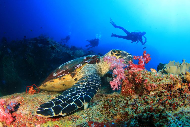 Seychellen Activiteiten duiken turtle SH 259205930.jpg - Jambo Safari Club