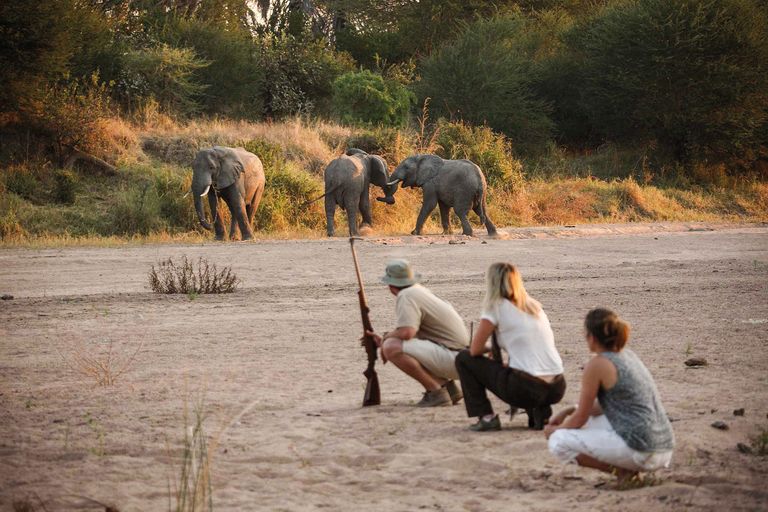 Tanzania Activiteiten Ruaha wandelsafari olifanten.jpg - Jambo Safari Club