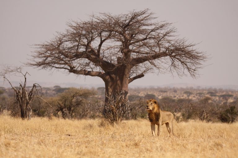 Tanzania Wildlife Landschap Ruaha leeuw CW 2.JPG - Jambo Safari Club