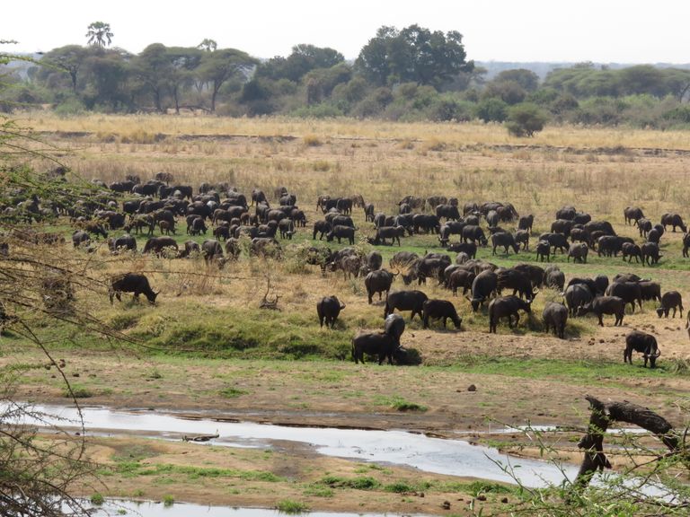 Tanzania Wildlife Ruaha buffels MC 1.JPG - Jambo Safari Club