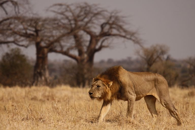 Tanzania Wildlife Ruaha leeuw CW 12.JPG - Jambo Safari Club