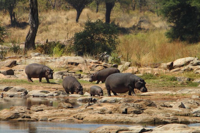 Tanzania Wildlife Ruaha nijlpaarden J 1.JPG - Jambo Safari Club