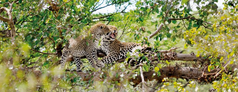 Tanzania Wildlife Serengeti Luipaarden in boom KS 1.JPG - Jambo Safari Club