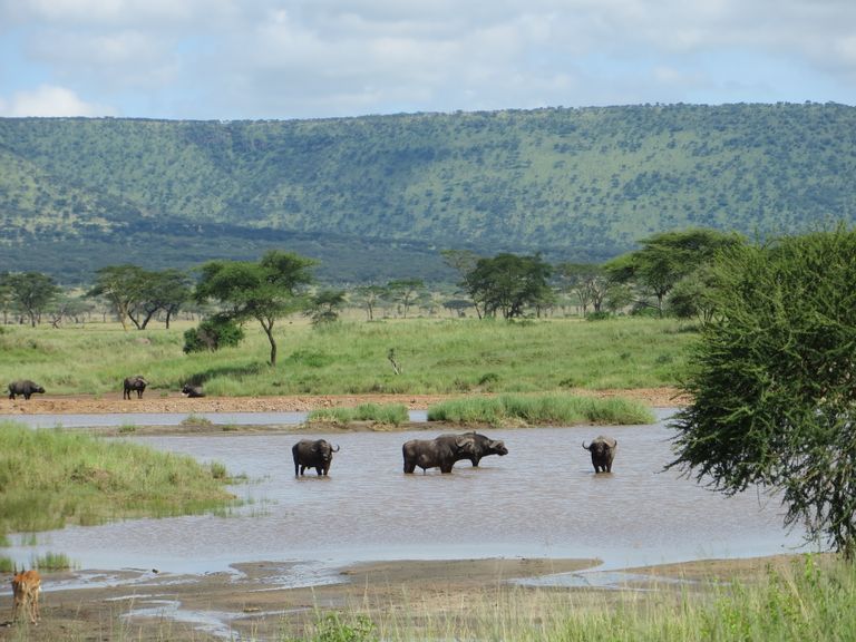 Tanzania Wildlife Serengeti buffels in het water IV.JPG - Jambo Safari Club