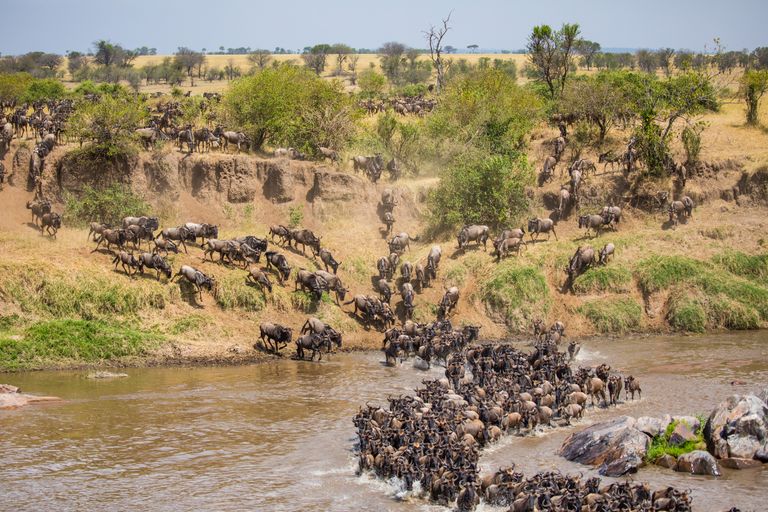 Tanzania Wildlife Serengeti gnoes riviercrossing.jpg - Jambo Safari Club