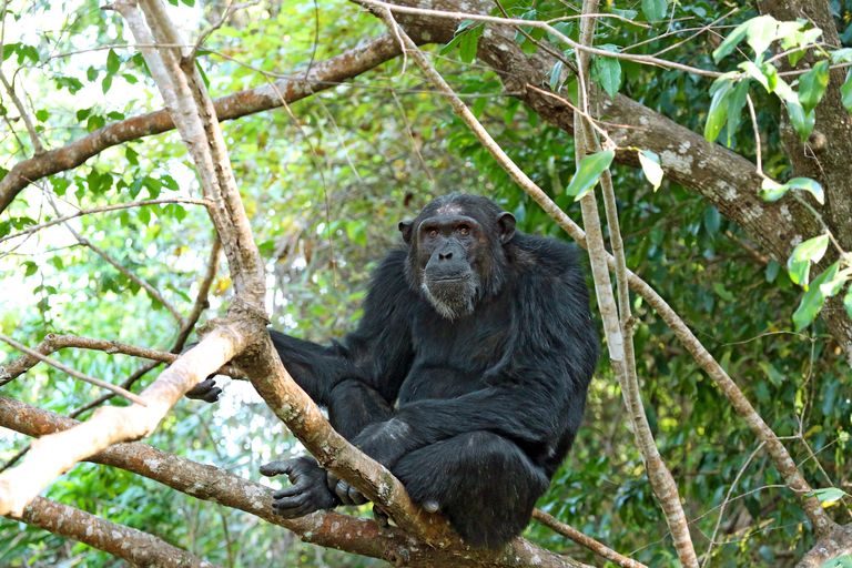 Tanzania Wildlife chimpansee Mbali Mbali Mahale WE b3f8db8e.jpg - Jambo Safari Club