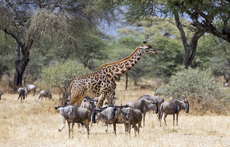 Tanzania Wildlife giraf gnoes SH 1.jpg - Jambo Safari Club