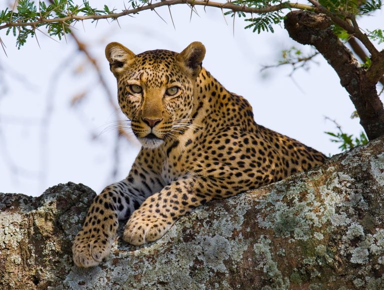 Tanzania Wildlife luipaard 6.jpg - Jambo Safari Club