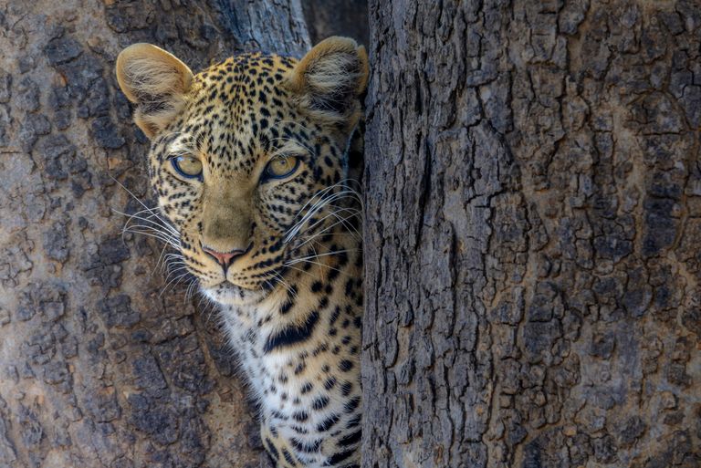Tanzania Wildlife luipaard 7.jpg - Jambo Safari Club