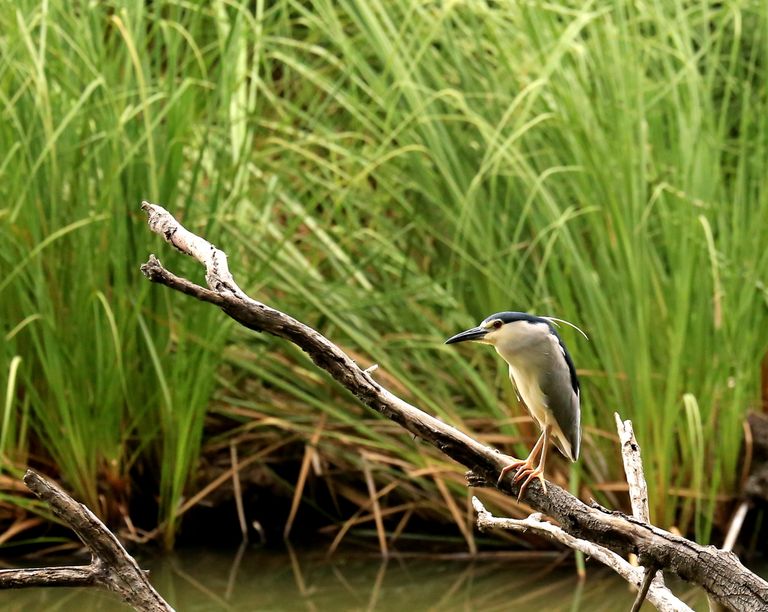 Tanzania Wildlife vogels 902181fe.jpg - Jambo Safari Club
