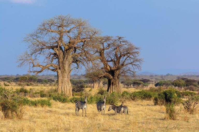 Tanzania Zuid Landschap Wildlife baobabbomen zebras.jpg - Jambo Safari Club