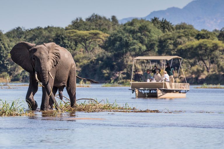 Zambia Activiteiten Lower Zambezi bootcruise olifant CC 2.jpg - Jambo Safari Club