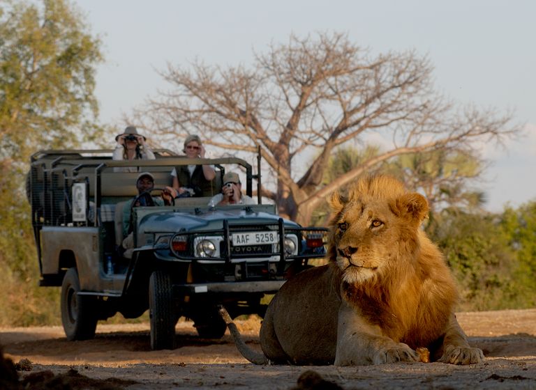 Zambia Activiteiten Lower Zambezi gamedrive leeuw CC.jpg - Jambo Safari Club