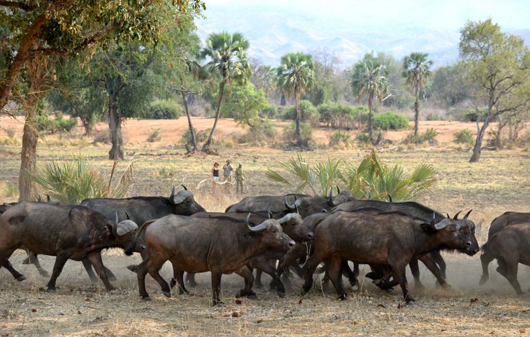 Zambia Activiteiten Lower Zambezi wandelsafari buffels STC 1.jpg - Jambo Safari Club