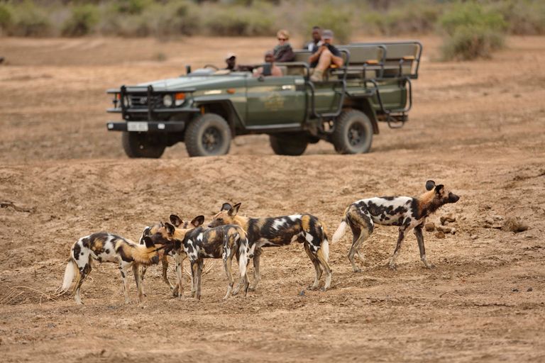Zambia Activiteiten South Luangwa gamedrive wilde honden LC.jpg - Jambo Safari Club