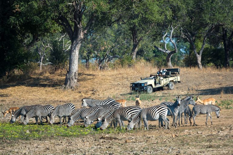 Zambia Activiteiten South Luangwa gamedrive zebras RPS.jpg - Jambo Safari Club