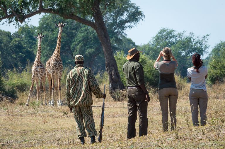 Zambia Activiteiten South Luangwa wandelsafari giraffen 2.jpg - Jambo Safari Club