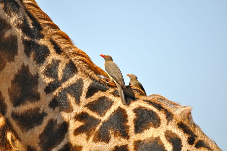 Zambia South Luangwa vogels oxpecker giraf KS 2.jpg - Jambo Safari Club