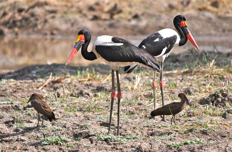 Zambia South Luangwa vogels saddle billed stork hamerkop KS.JPG - Jambo Safari Club
