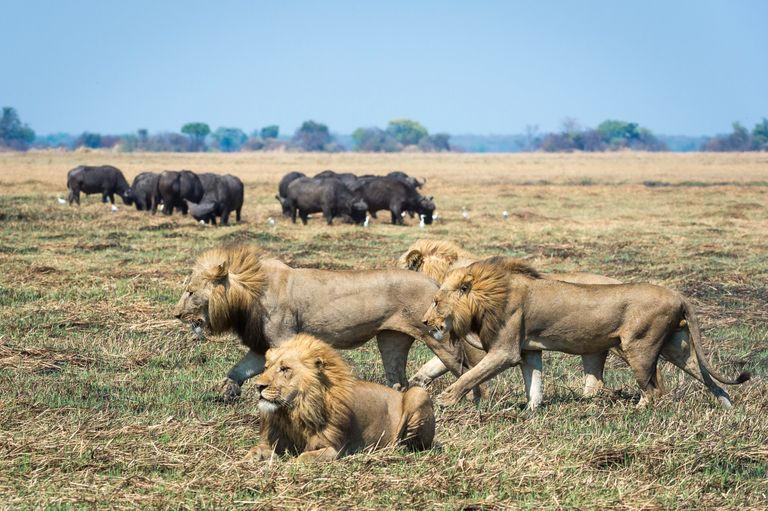 Zambia Wildlife Busanga Plains leeuwen buffels WS.jpg - Jambo Safari Club