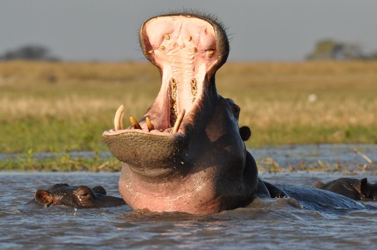 Zambia Wildlife Busanga Plains nijlpaard KS 5.jpg - Jambo Safari Club