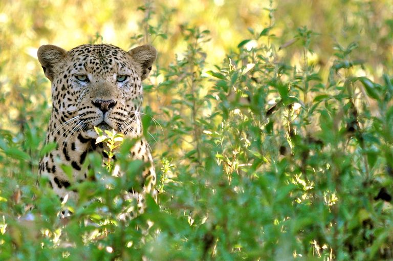 Zambia Wildlife Lower Zambezi luipaard KS.jpg - Jambo Safari Club