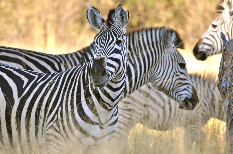 Zambia Wildlife Lower Zambezi zebras KS.JPG - Jambo Safari Club