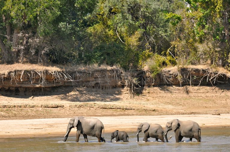 Zambia Wildlife South Luangwa olifanten in rivier KS 3.JPG - Jambo Safari Club