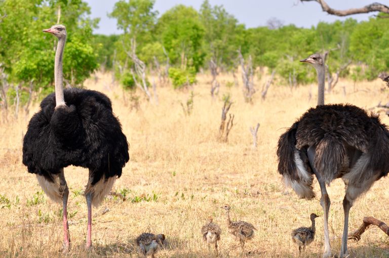 Zimbabwe Hwange vogels struisvogel KS 2.jpg - Jambo Safari Club