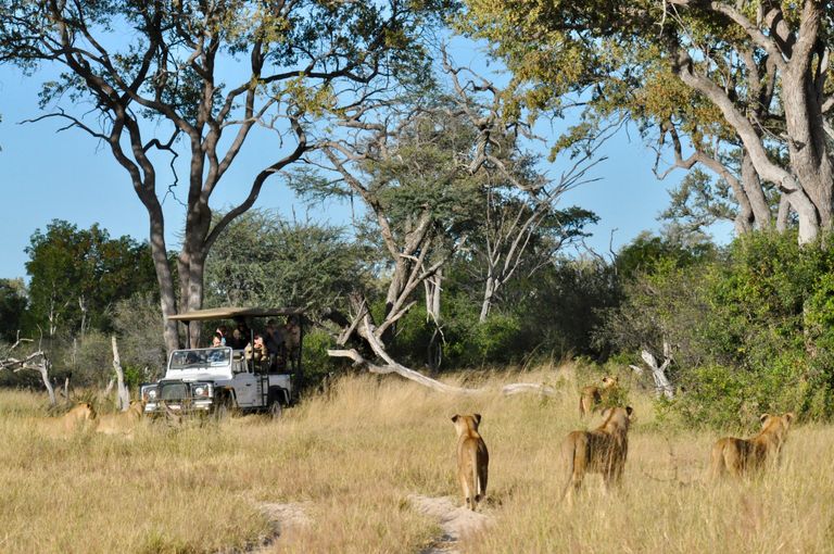 Zimbabwe Wildlife Hwange leeuwen KS 2.jpeg - Jambo Safari Club