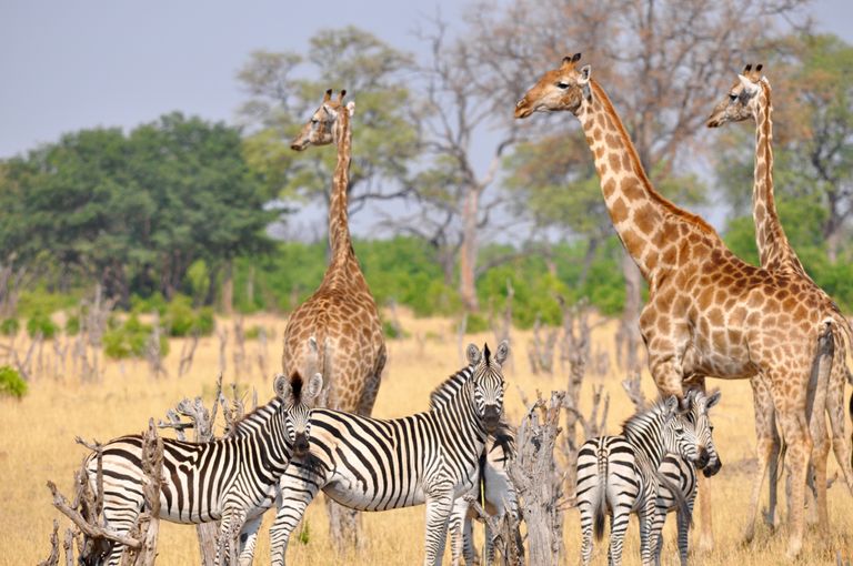 Zimbabwe Wildlife Hwange zebras giraffen KS 2.jpg - Jambo Safari Club