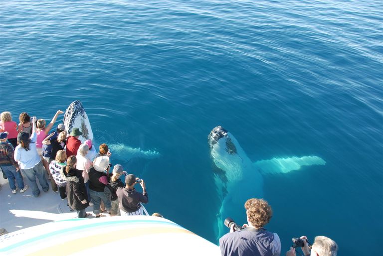 Zuid Afrika Activiteiten Hermanus Boottocht walvissen 1.jpg - Jambo Safari Club
