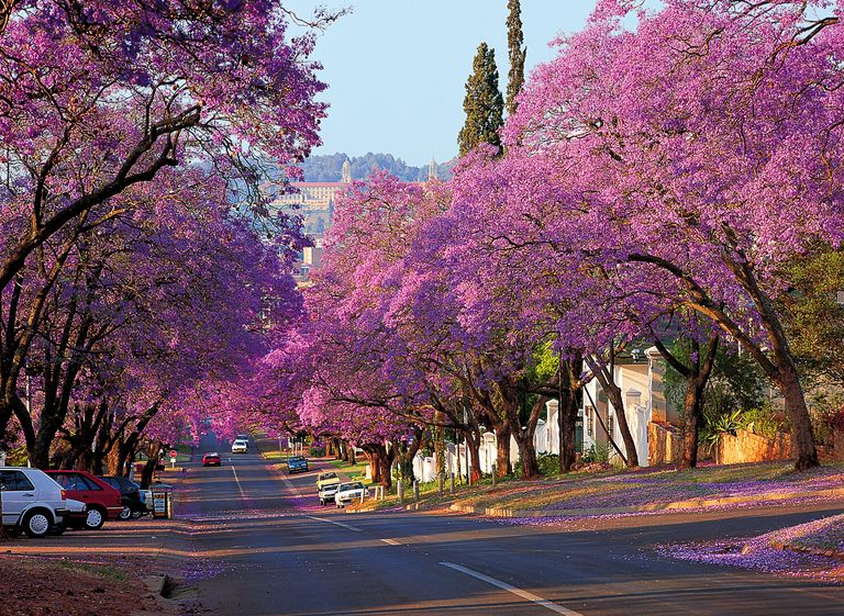 Zuid Afrika Bezienswaardigheid Pretoria Jacarandas.jpg - Jambo Safari Club