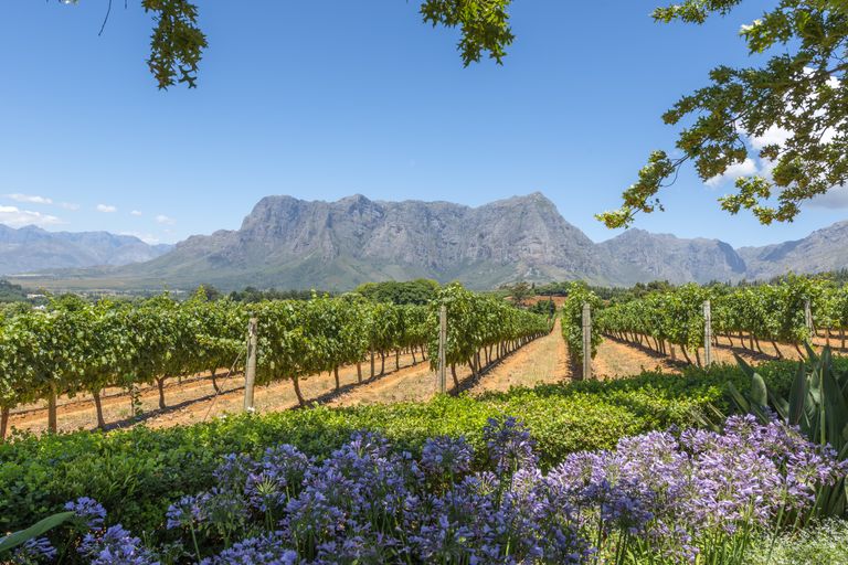Zuid Afrika Landschap Winelands SH 222527650.jpg - Jambo Safari Club