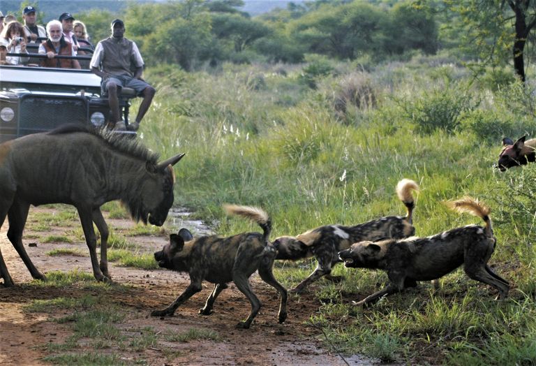 Zuid Afrika Madikwe Tuningi Safari Lodge Activiteit Gamedrive Wilde Hond WE.jpg - Jambo Safari Club
