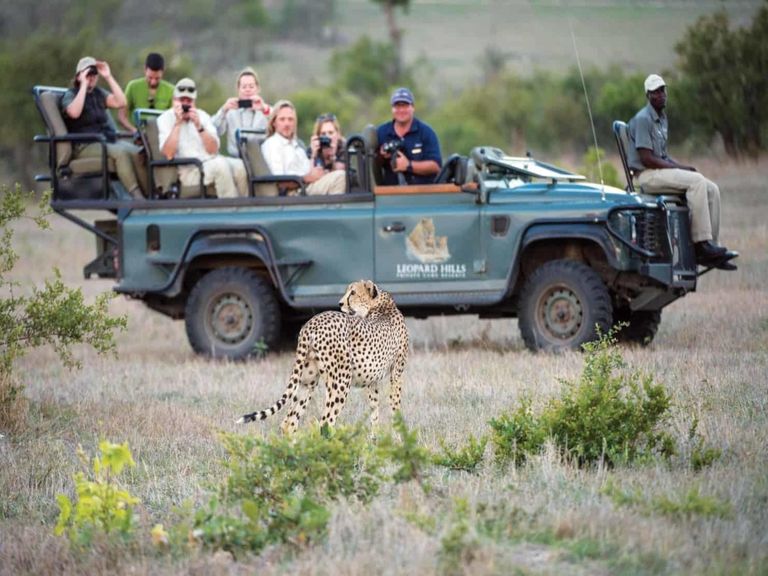 Zuid Afrika Sabi Sand Leopard Hills Actviteit Gamedrive Cheeta WE.jpg - Jambo Safari Club
