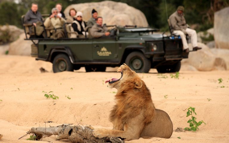 Zuid Afrika Sabi Sand Savanna Game Lodge Activiteit Gamedrive Wildlife Leeuw WE.JPG - Jambo Safari Club