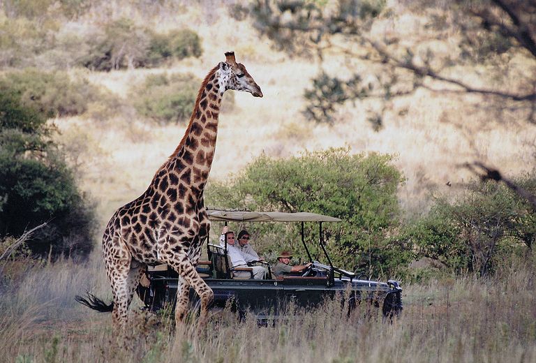 Zuid Afrika Welgevonden Makweti Safari Lodge Activiteit Gamedrive Giraffe WE.jpg - Jambo Safari Club