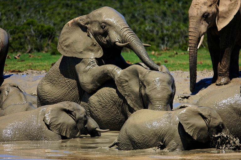 Zuid Afrika Wildlife Addo Olifant 2.jpg - Jambo Safari Club