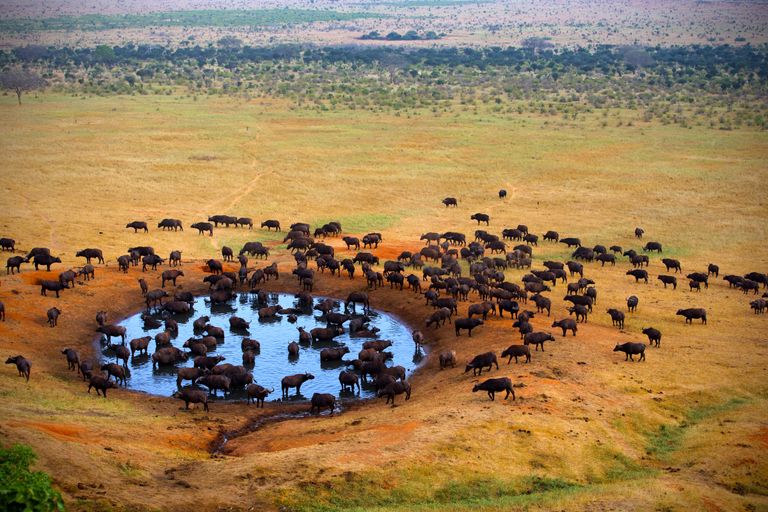 Zuid Afrika Wildlife Buffel SH 1.jpg - Jambo Safari Club