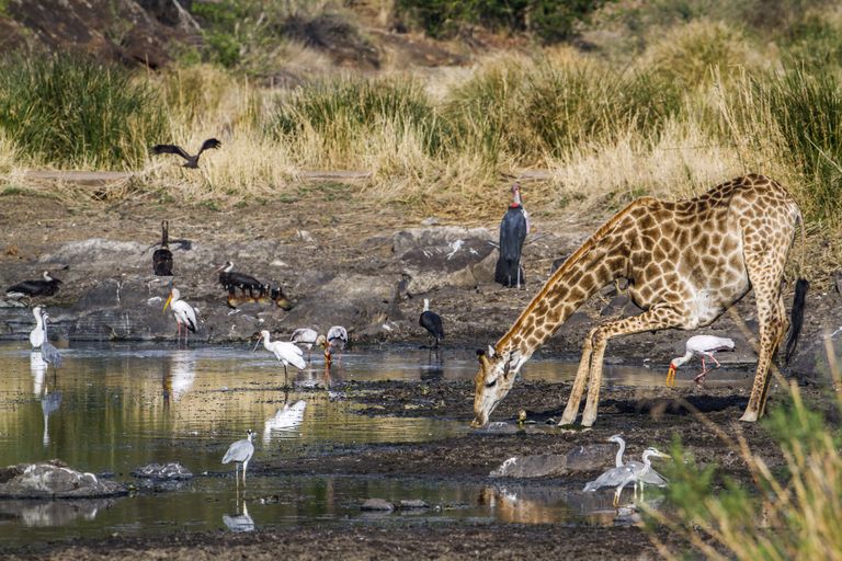 Zuid Afrika Wildlife Giraf drinkend SH 414203386.jpg - Jambo Safari Club