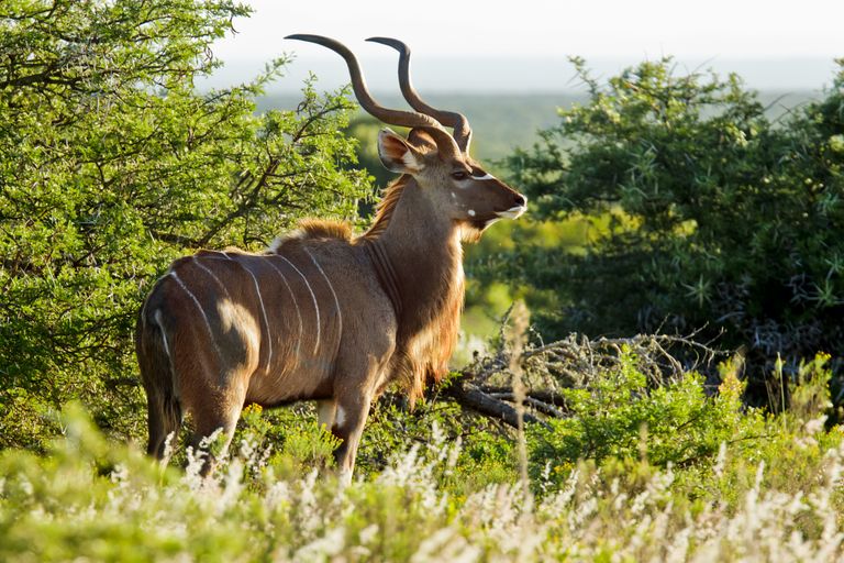 Zuid Afrika Wildlife Kudu SH 230232757.jpg - Jambo Safari Club