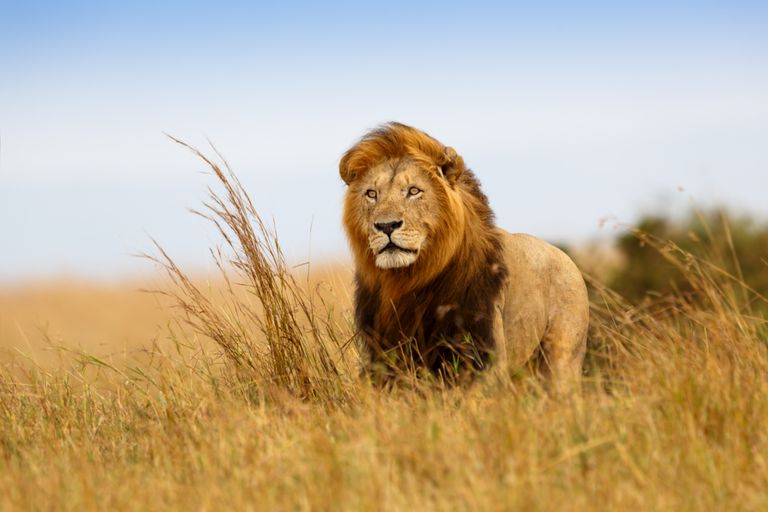 Zuid Afrika Wildlife Leeuw SH 1.jpg - Jambo Safari Club