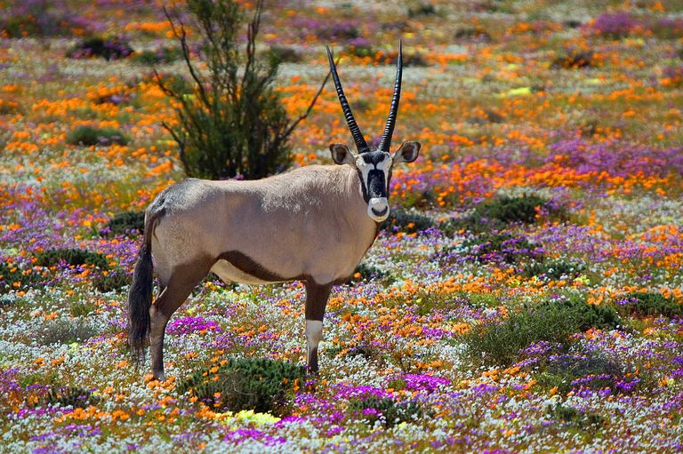 Zuid Afrika Wildlife Northern Cape Namaqualand Oryx of Spiesbok.jpg - Jambo Safari Club