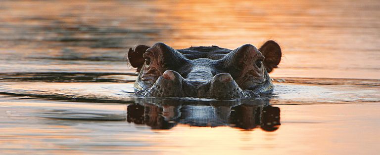 Zuid Afrika Wildlife Sabi Sand Arathusa Safari Lodge Nijlpaard WS.jpg - Jambo Safari Club