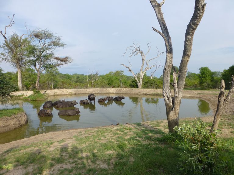 Zuid Afrika Wildlife Sabi Sand Buffel IM 1.JPG - Jambo Safari Club